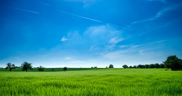 GrassGow Grass Cutting