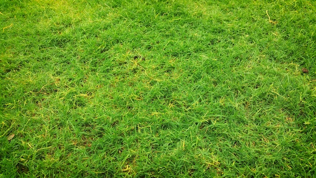DIY Lawn Care
