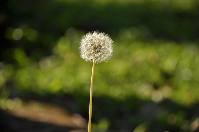 7 tips for your garden