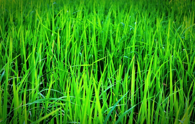 GrassGo.co.uk