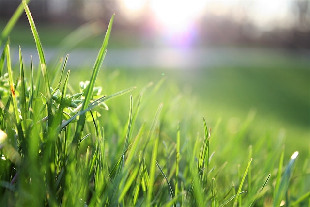 grass-cutting-services