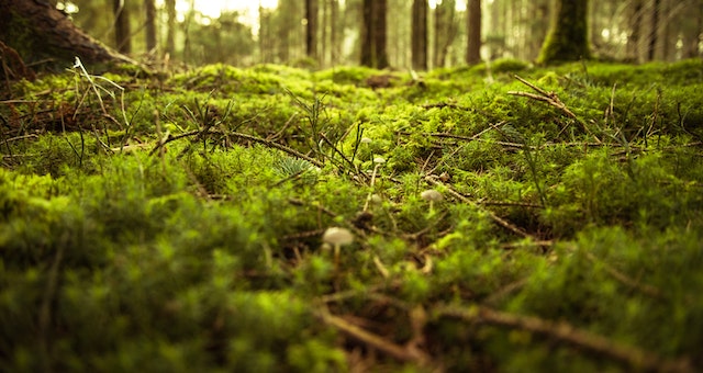 Does your grass have moss growing?