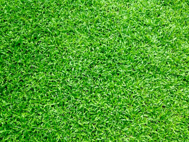 Happy Healthy Lawn GrassGo