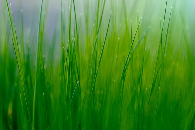 grass-cutting-services